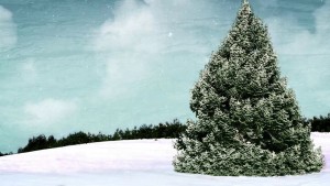 Snowy Winter Tree